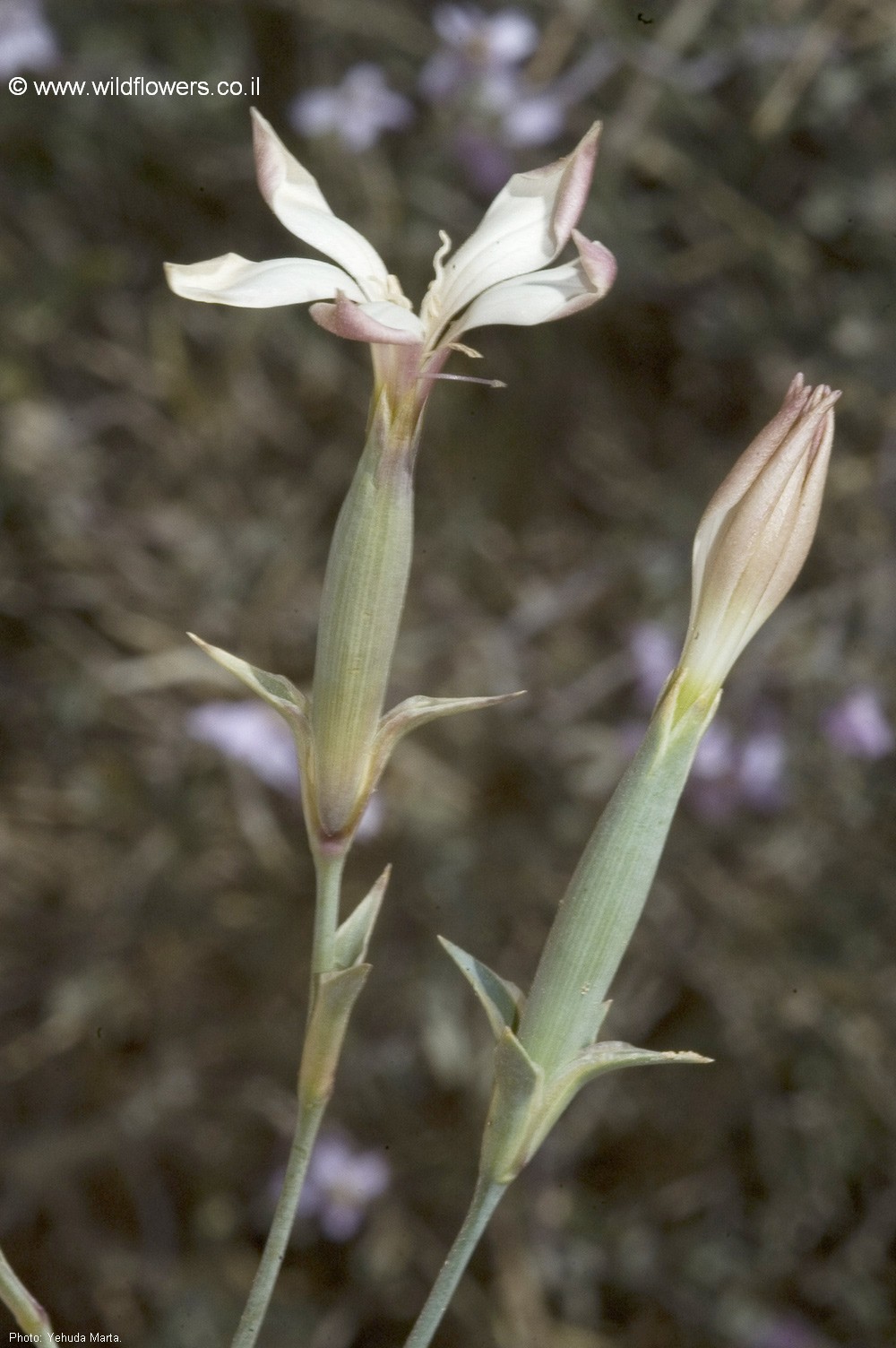 Dianthus monadelphus